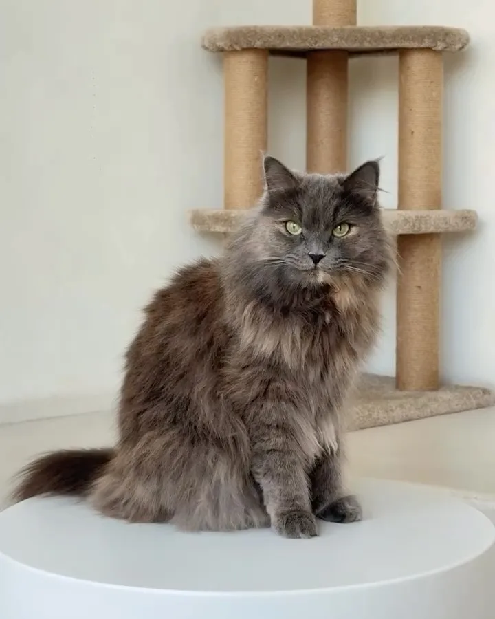 Freya, a grey Persian mix, sitting by a cat tree