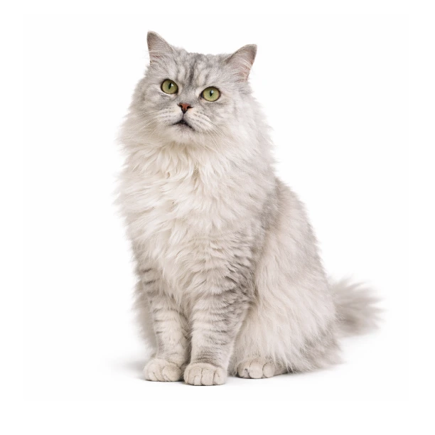 Wolfie, a resident cat for adoption at vibrissae cat cafe