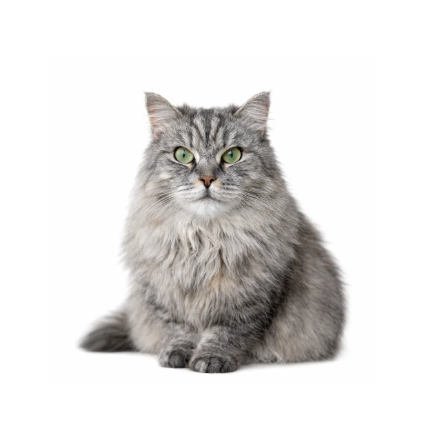 Ninja, a resident cat for adoption at vibrissae cat cafe