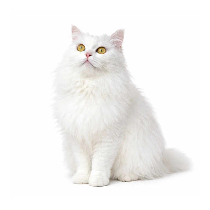 Bianca, a fluffy white cat, looking up in a studio portrait