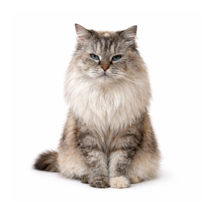 Mocha, a long-haired tabby, sitting in a studio portrait
