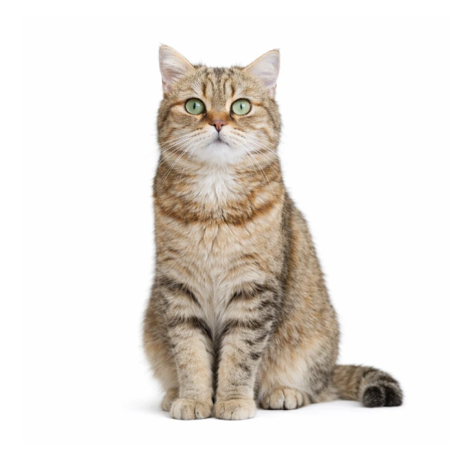 Boy, a brown tabby, sitting in a studio portrait