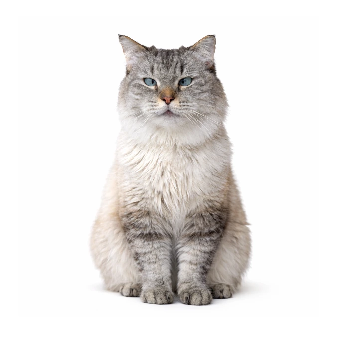 Klaus, a grey and cream long-haired cat, sitting in a studio portrait